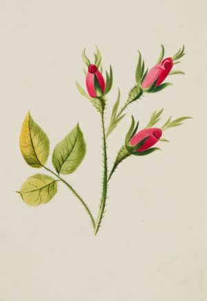 Glückwunschkarte mit Rosenzweig