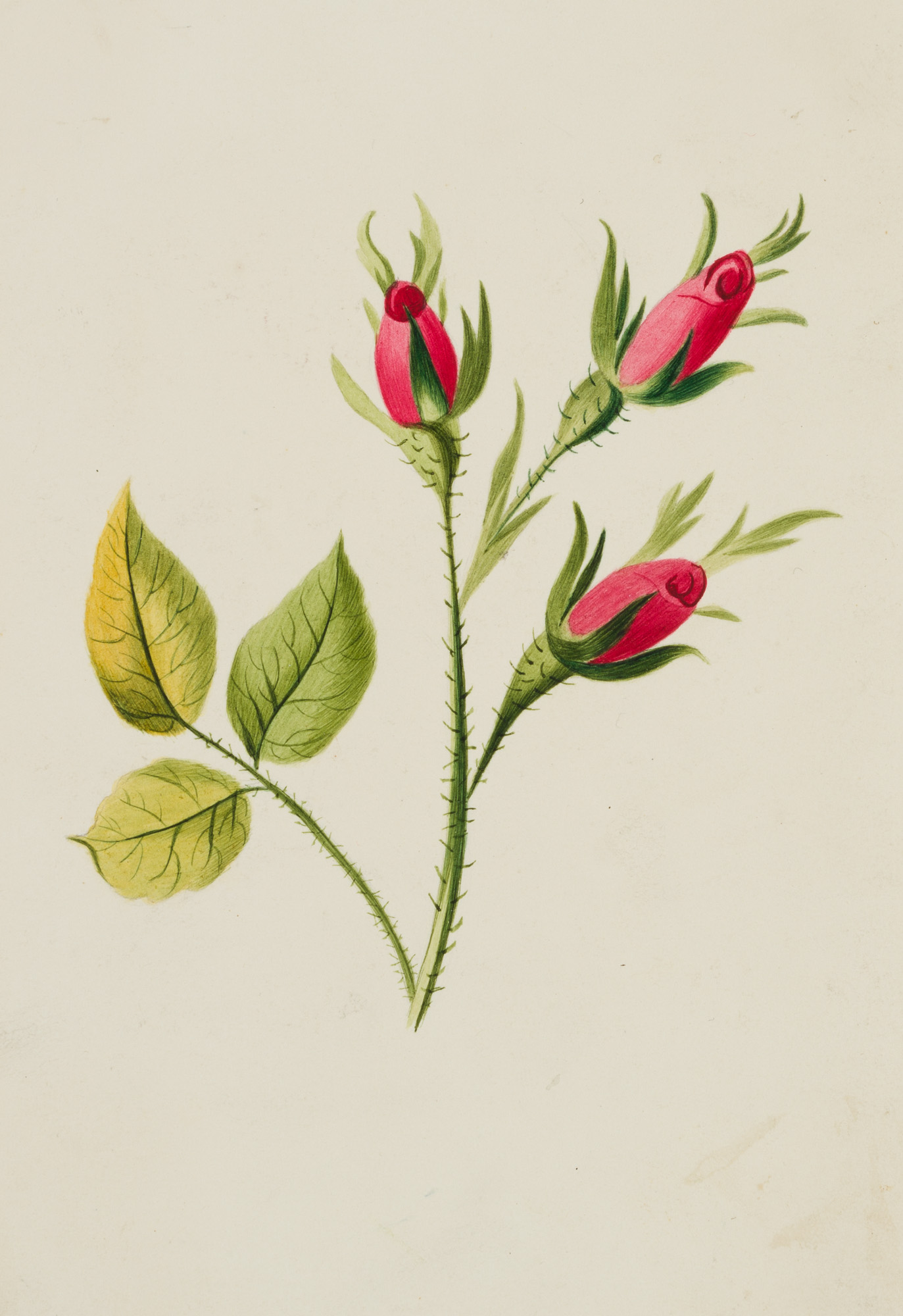 Glückwunschkarte mit Rosenzweig
