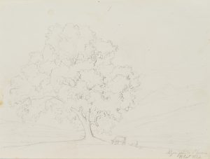 Nussbaum bei St.Gervais, Schweiz