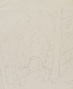 Wald bei Saut du Loup, Loéche, Schweiz