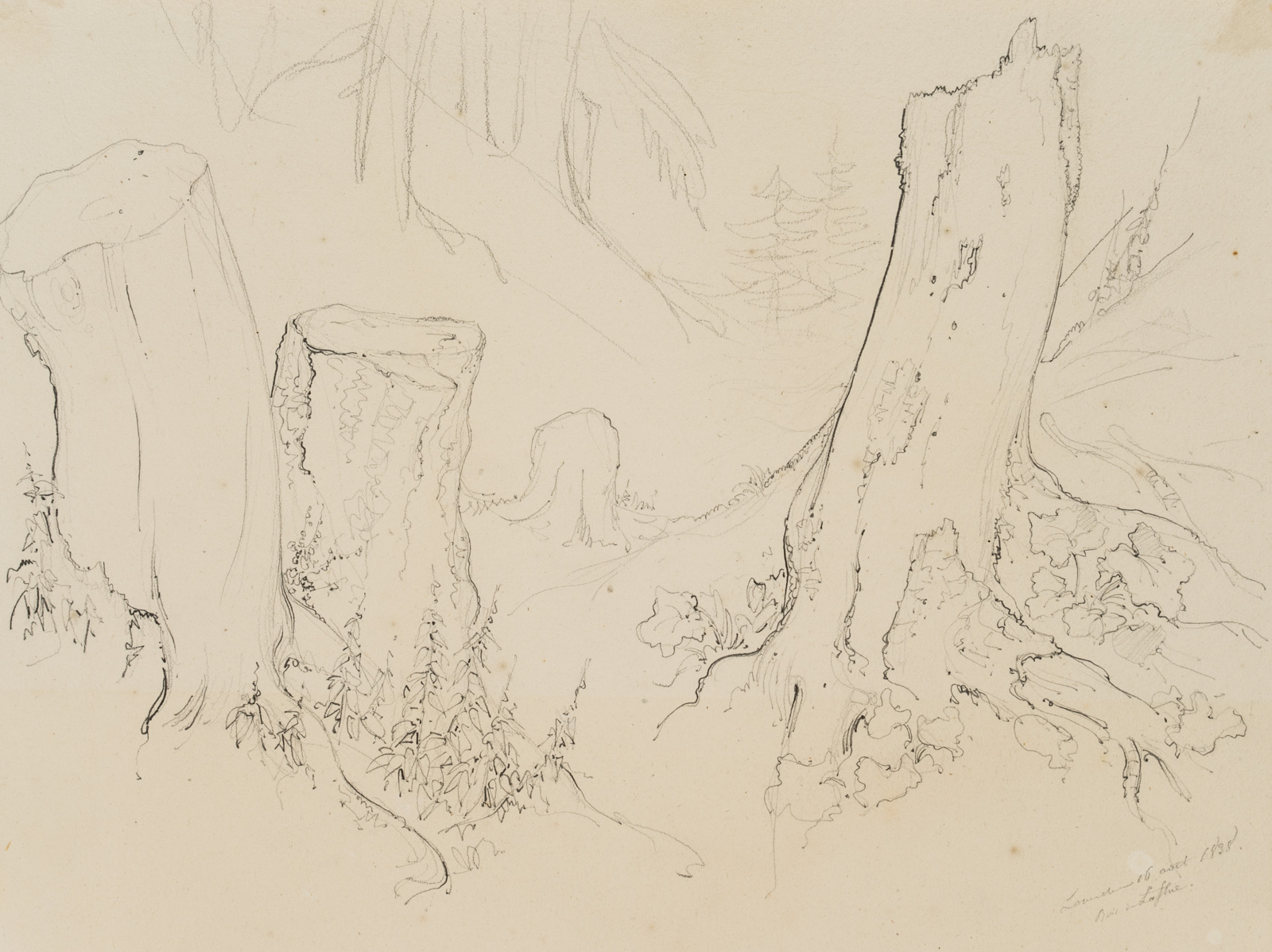 Wald La Flue bei Leuk, Wallis