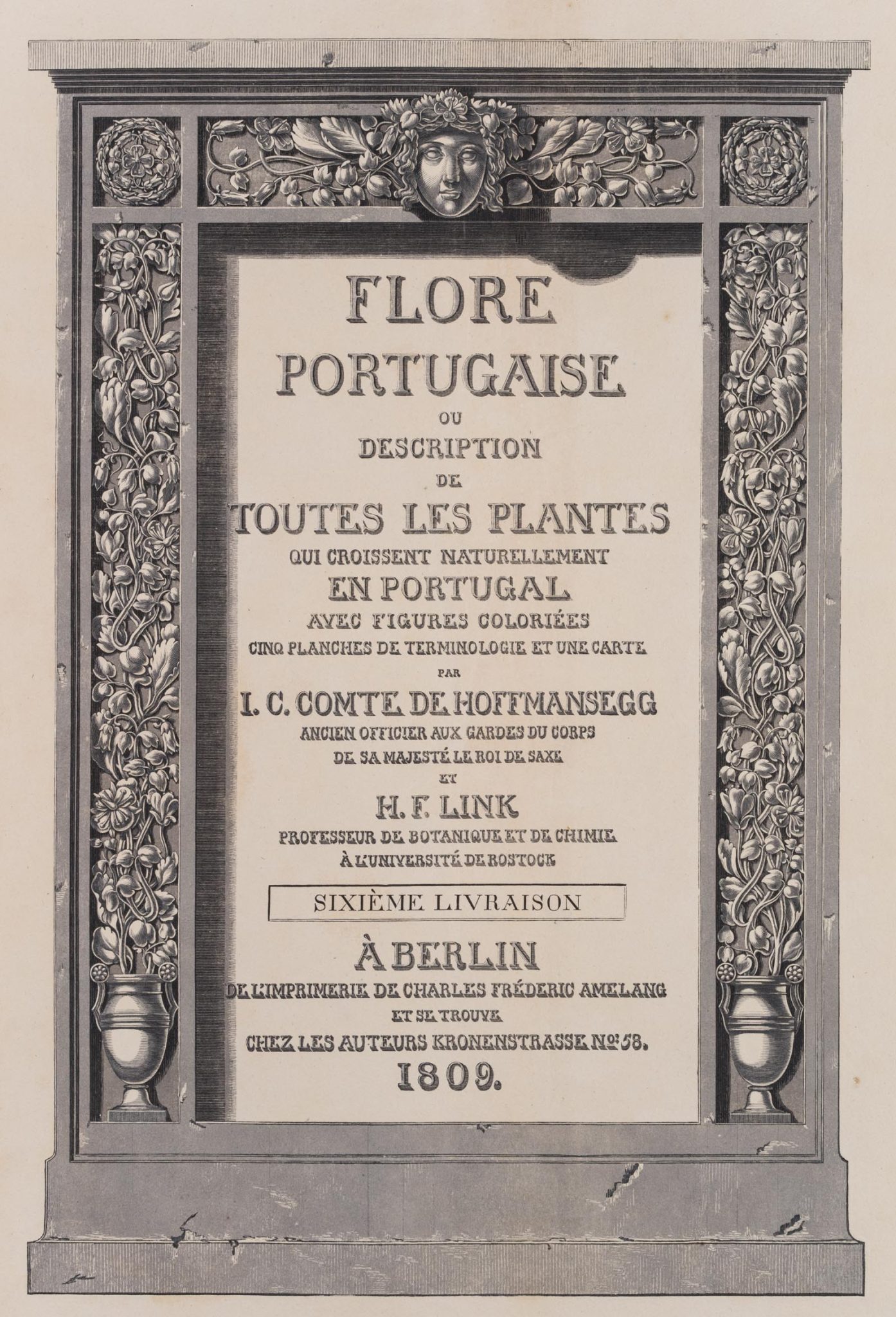 Titel zu Flore Portugaise