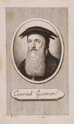 Portrait des Conrad Gessner