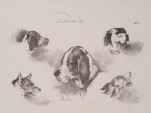 Hundestudien, Hund und Wolf