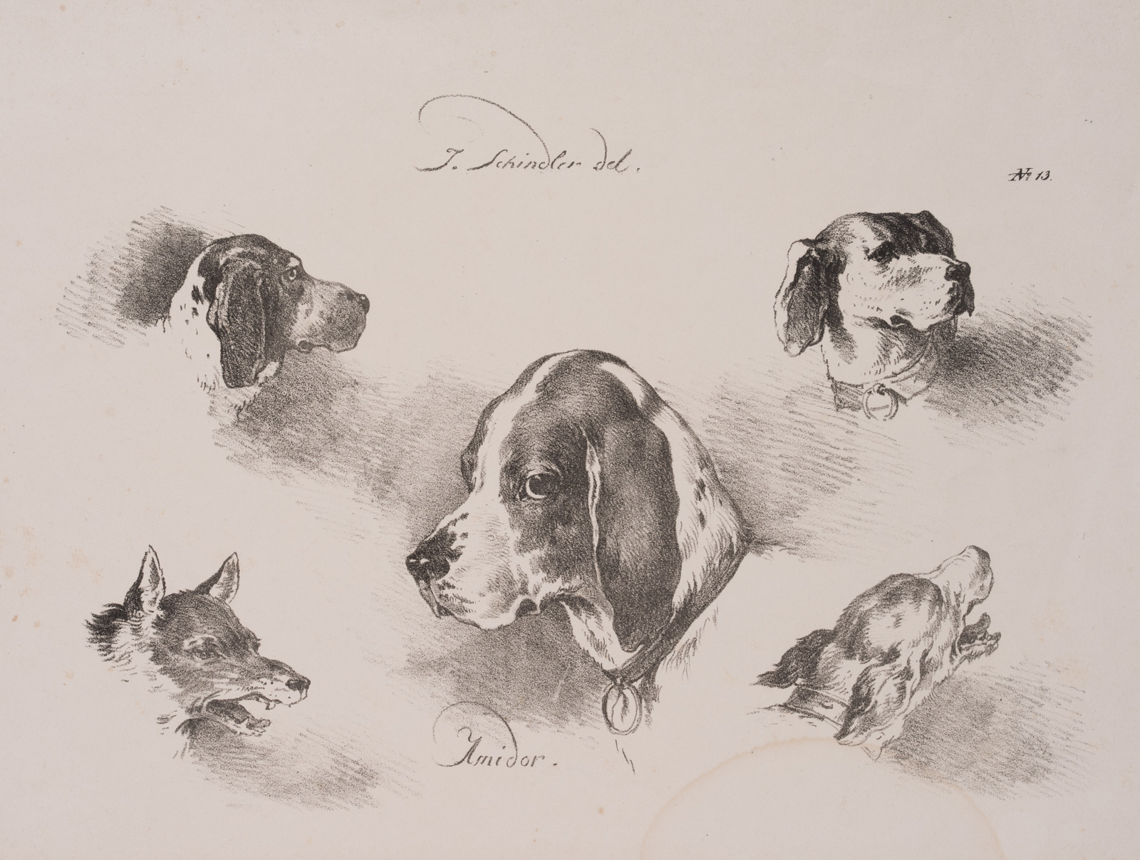 Hundestudien, Hund und Wolf