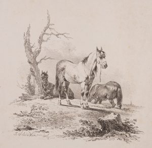 Studie von Pferden