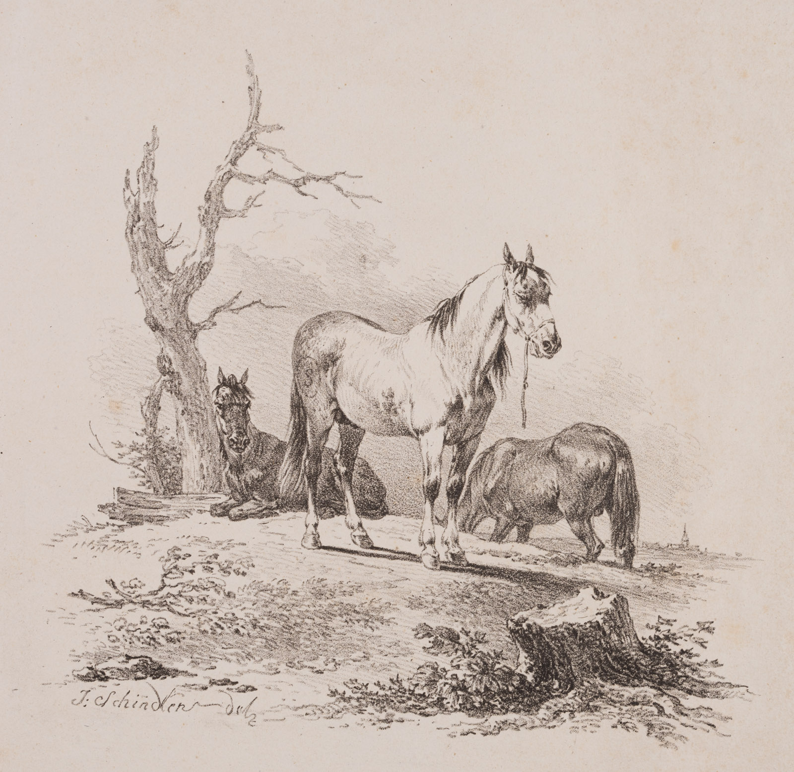 Studie von Pferden