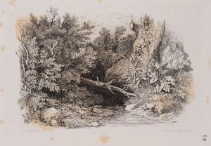 Waldstück bei Luchon, Pyrenäen