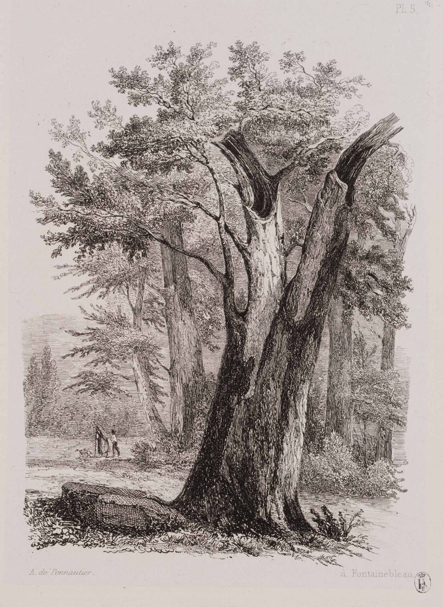 Fontainebleau. Waldstück mit Baum