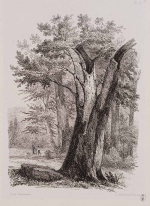 Fontainebleau. Waldstück mit Baum