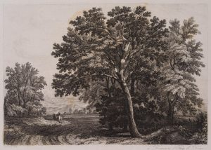 Baum an einer Landstraße