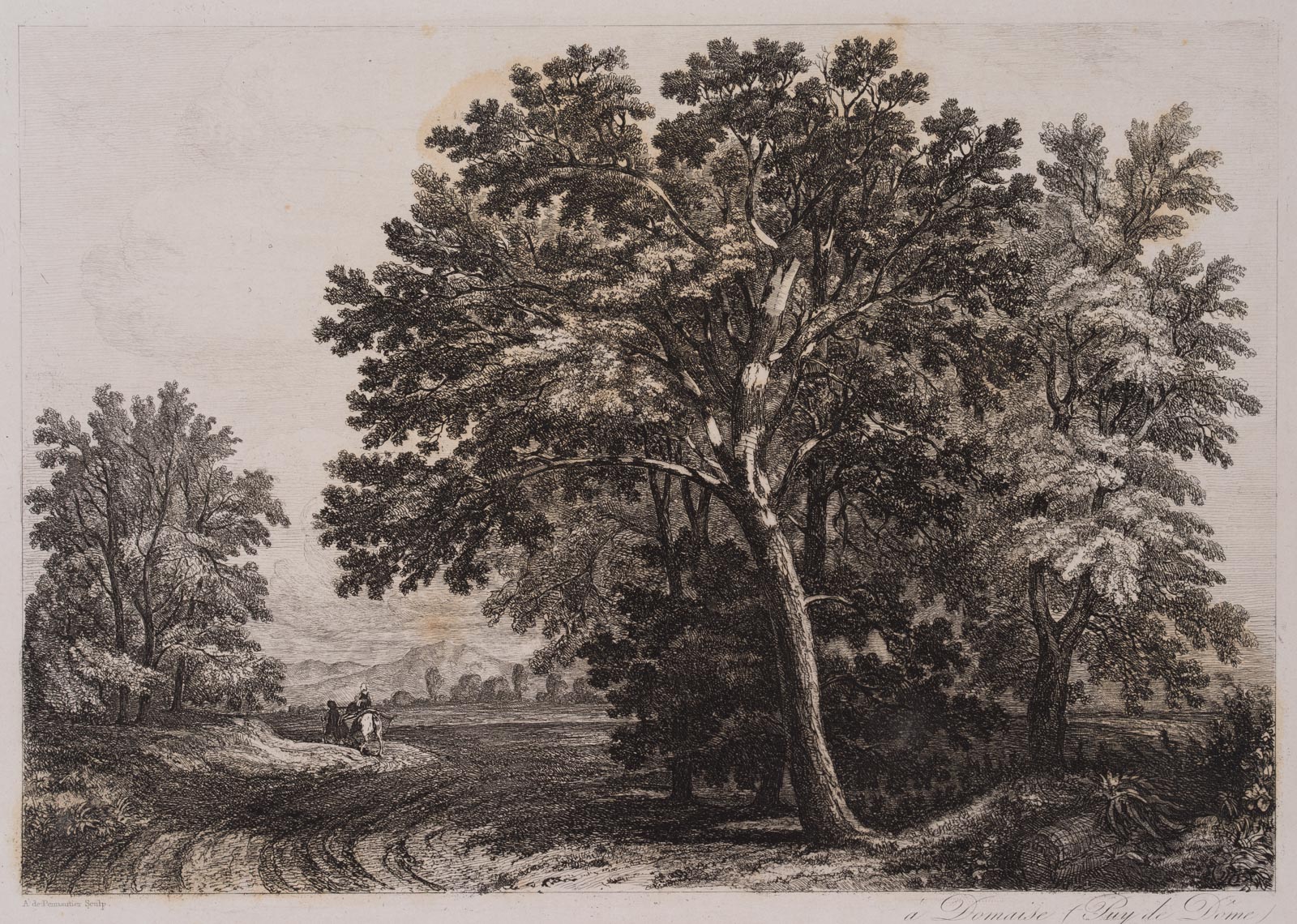 Baum an einer Landstraße