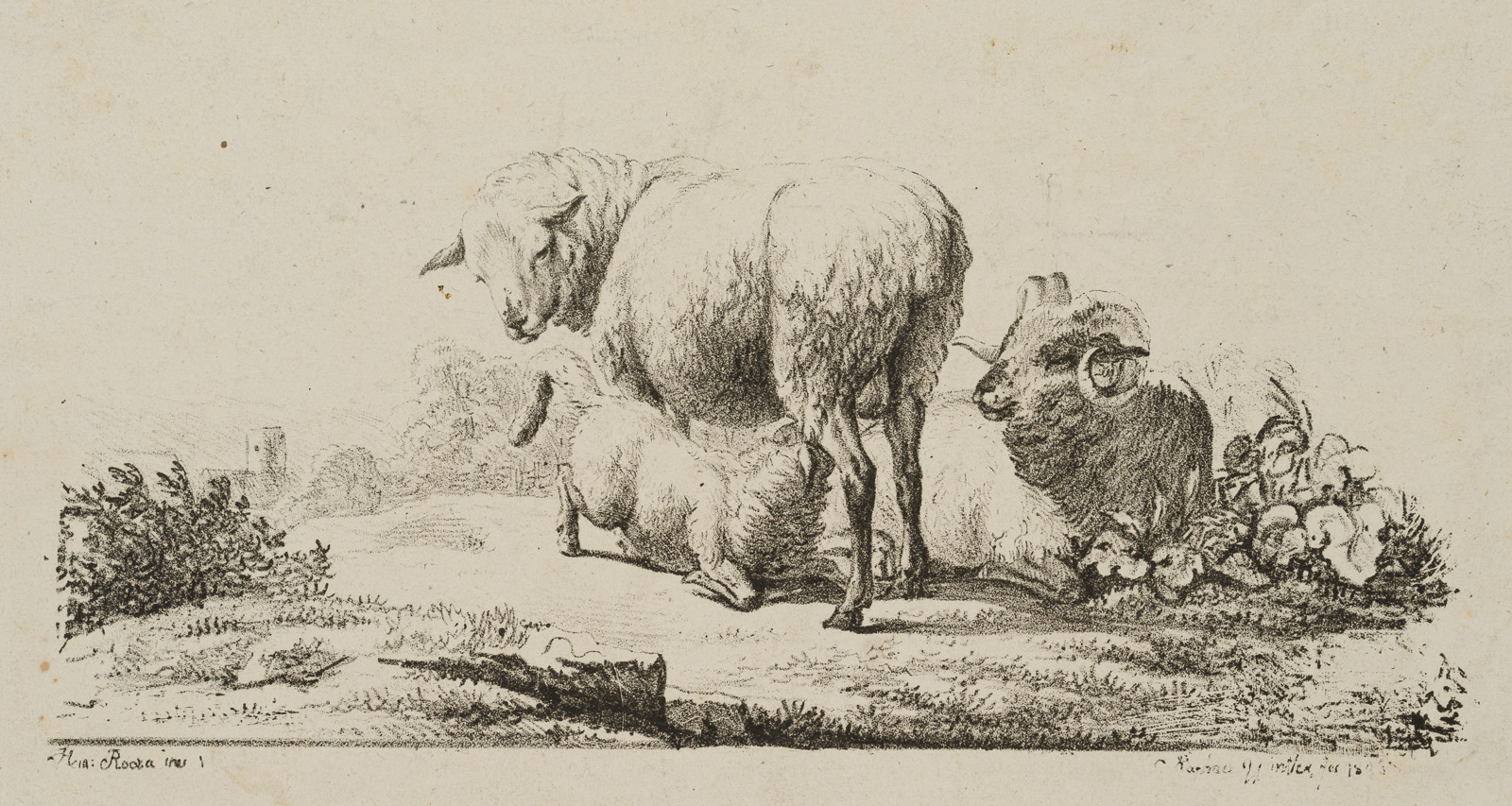 Schafsfamilie auf der Wiese