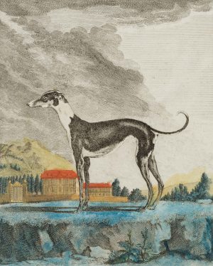 Das Windspiel, Windhund