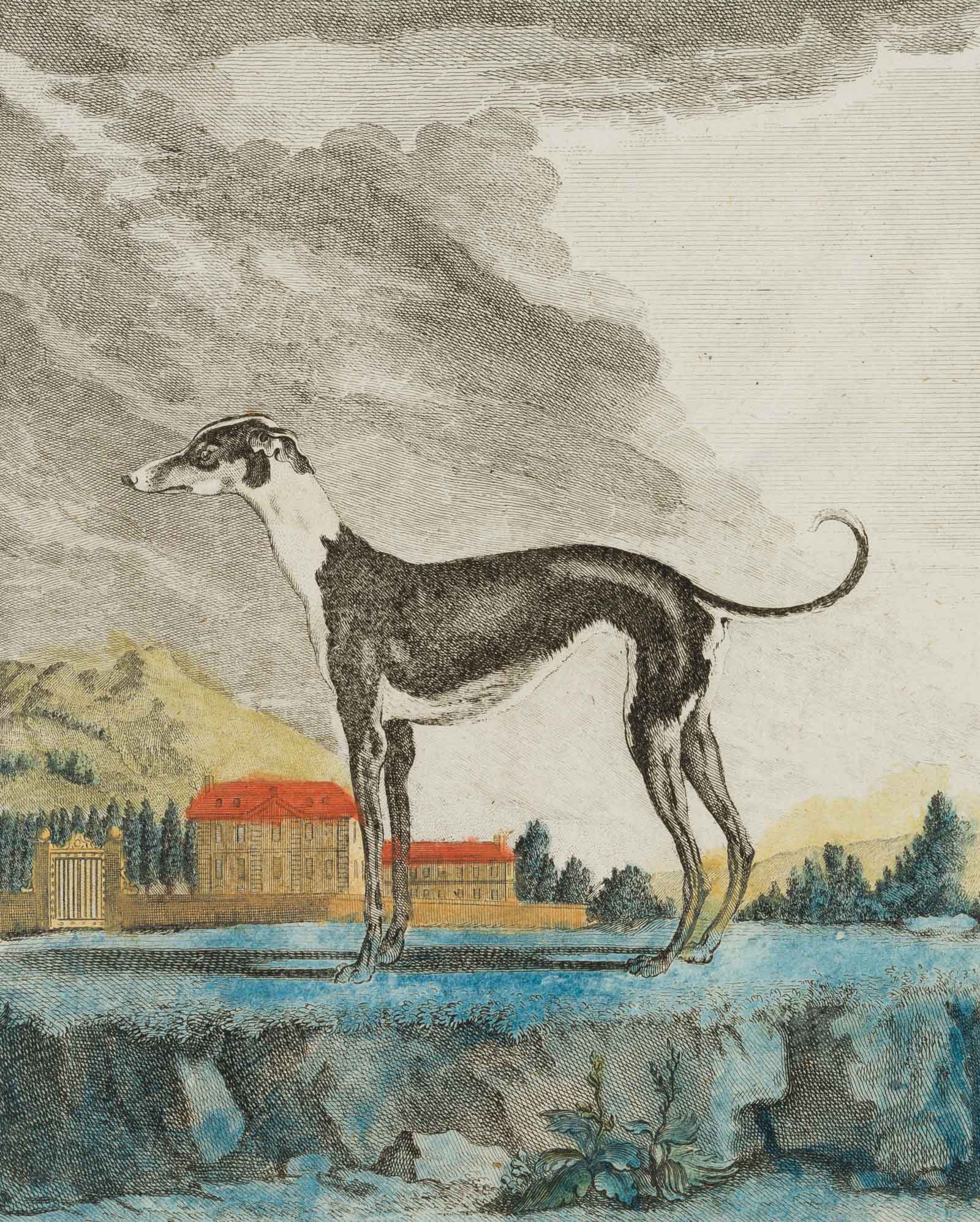 Das Windspiel, Windhund