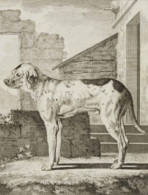 Der Spürhund