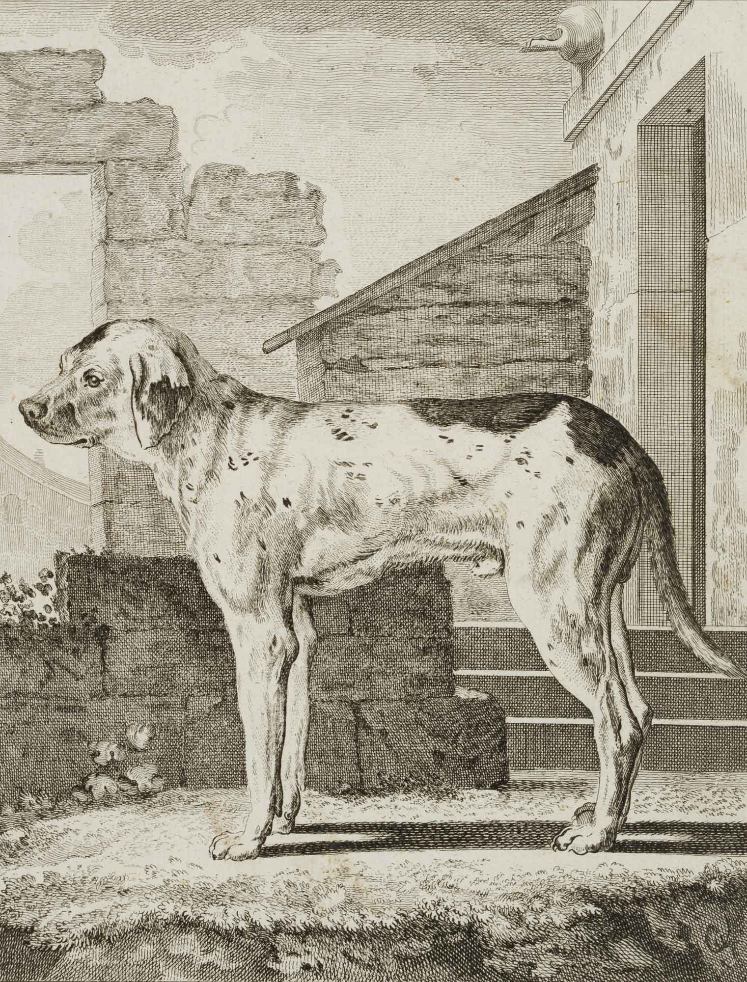 Der Spürhund