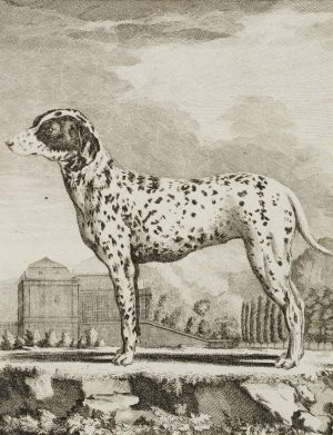 Bengalischer Spürhund, Dalmatiner