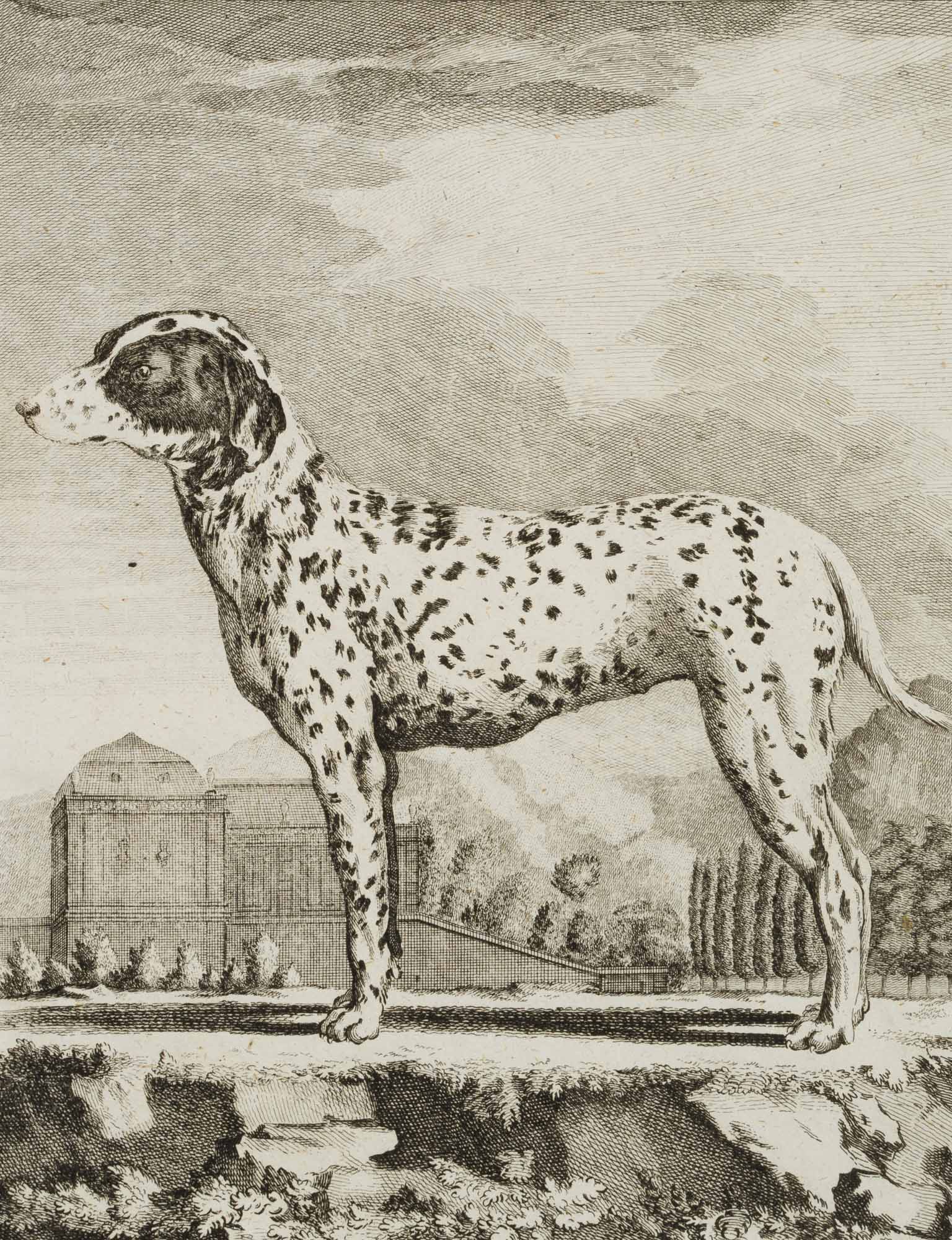 Bengalischer Spürhund, Dalmatiner