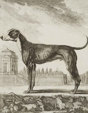 Großer Dänischer Hund