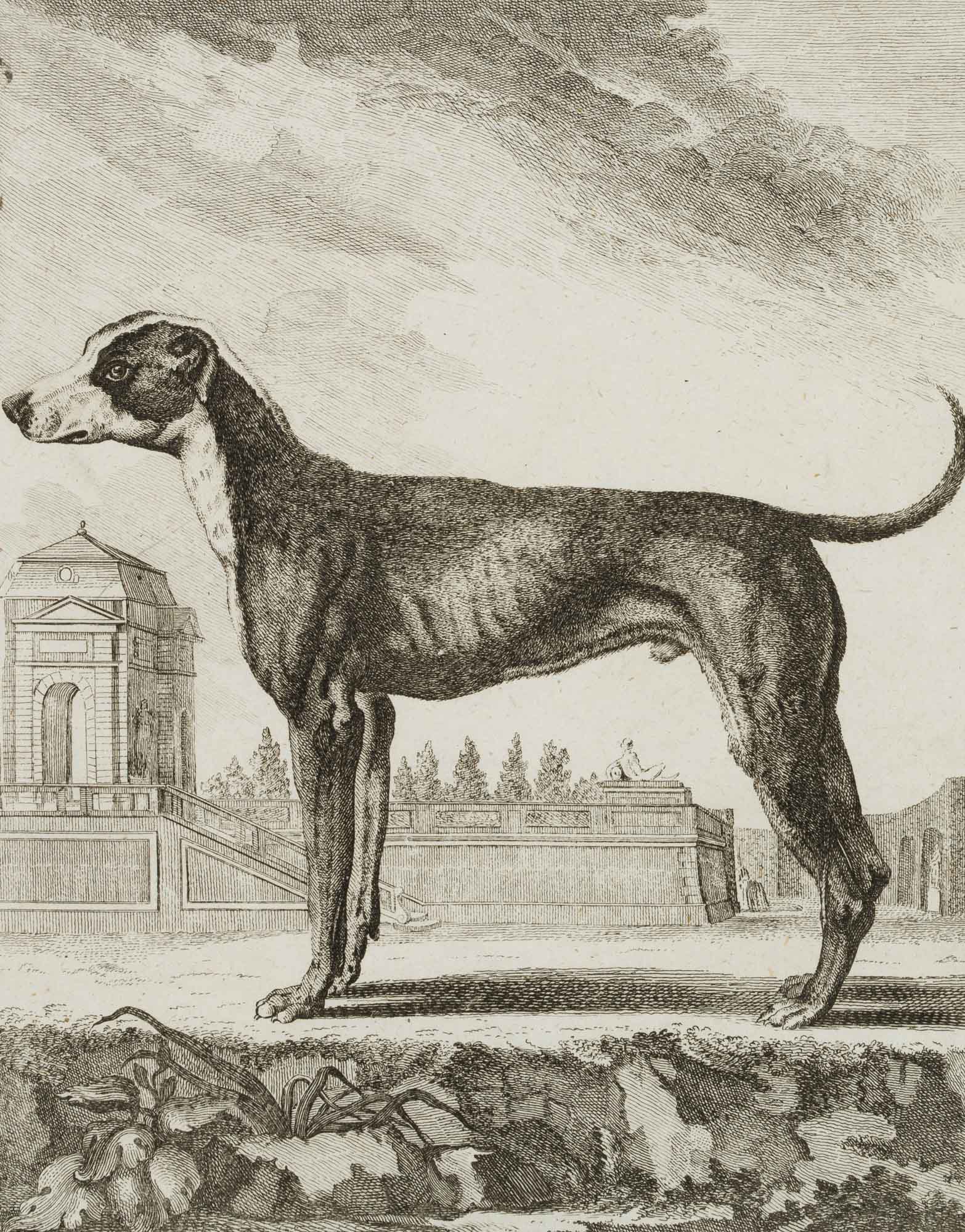 Großer Dänischer Hund