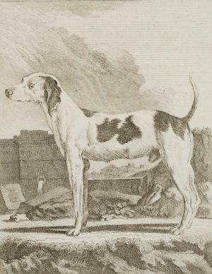 Der Windhund