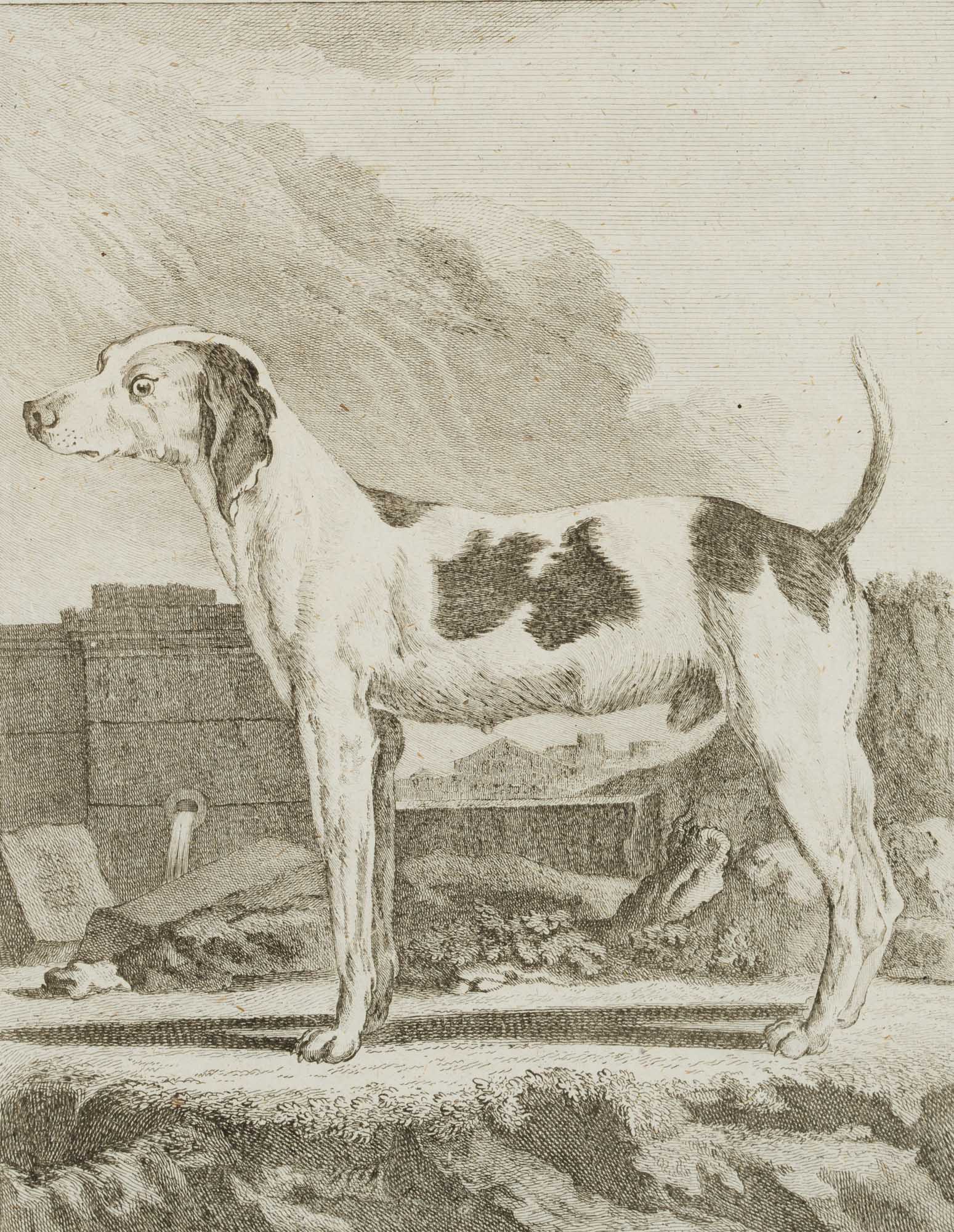 Der Windhund