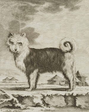 Sibirischer Hund