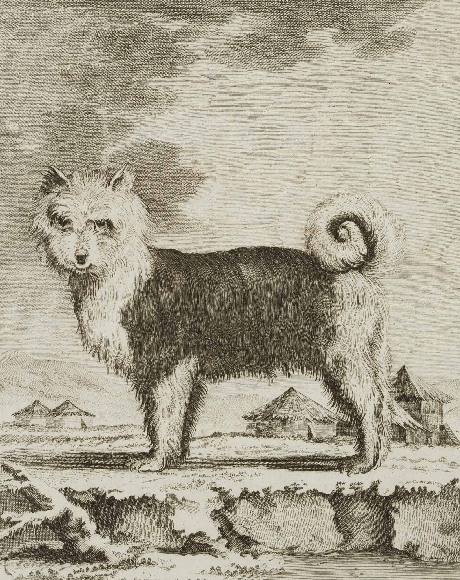 Sibirischer Hund