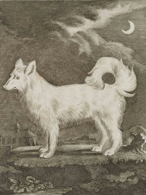 Der Wolfshund