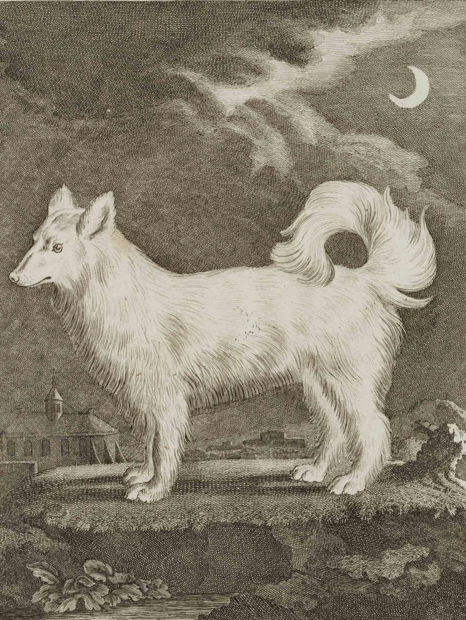 Der Wolfshund