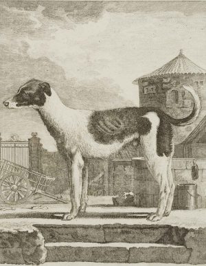 Der Haushund