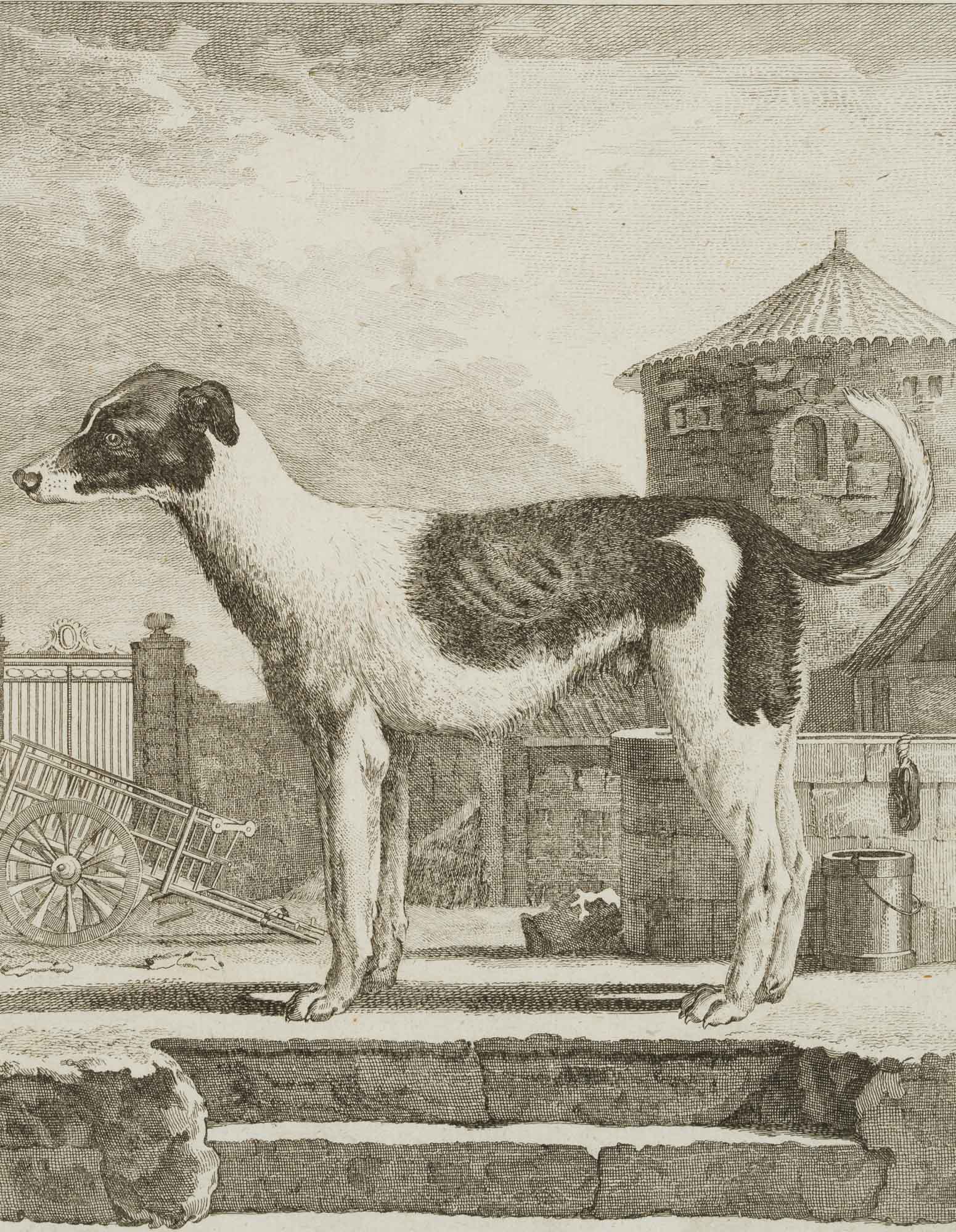 Der Haushund