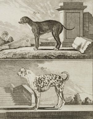 Kleiner Dänischer Hund