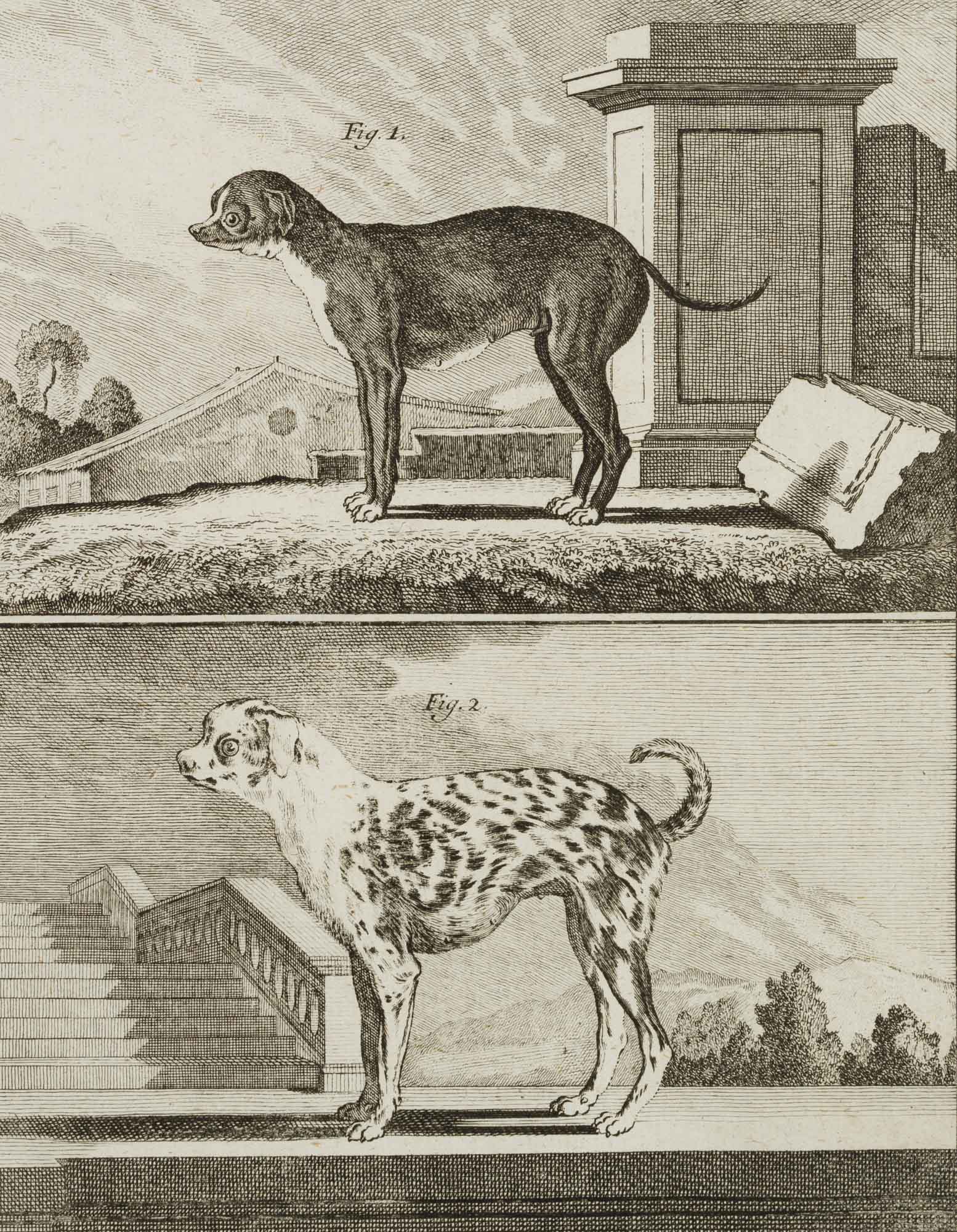Kleiner Dänischer Hund