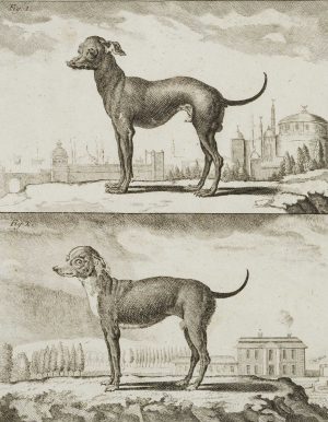 Ein türkischer Hund