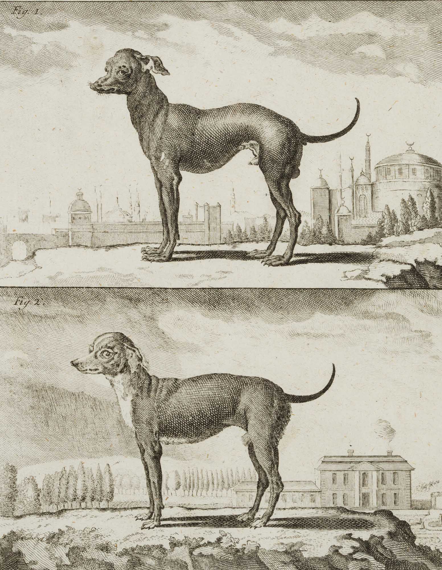 Ein türkischer Hund