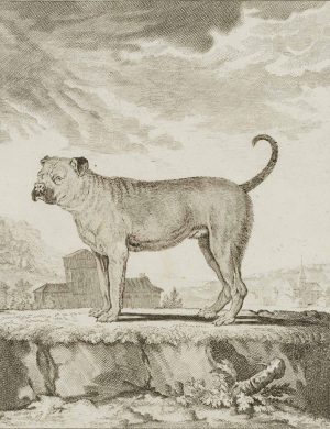Bullenbeißer. Portrait eines Hundes