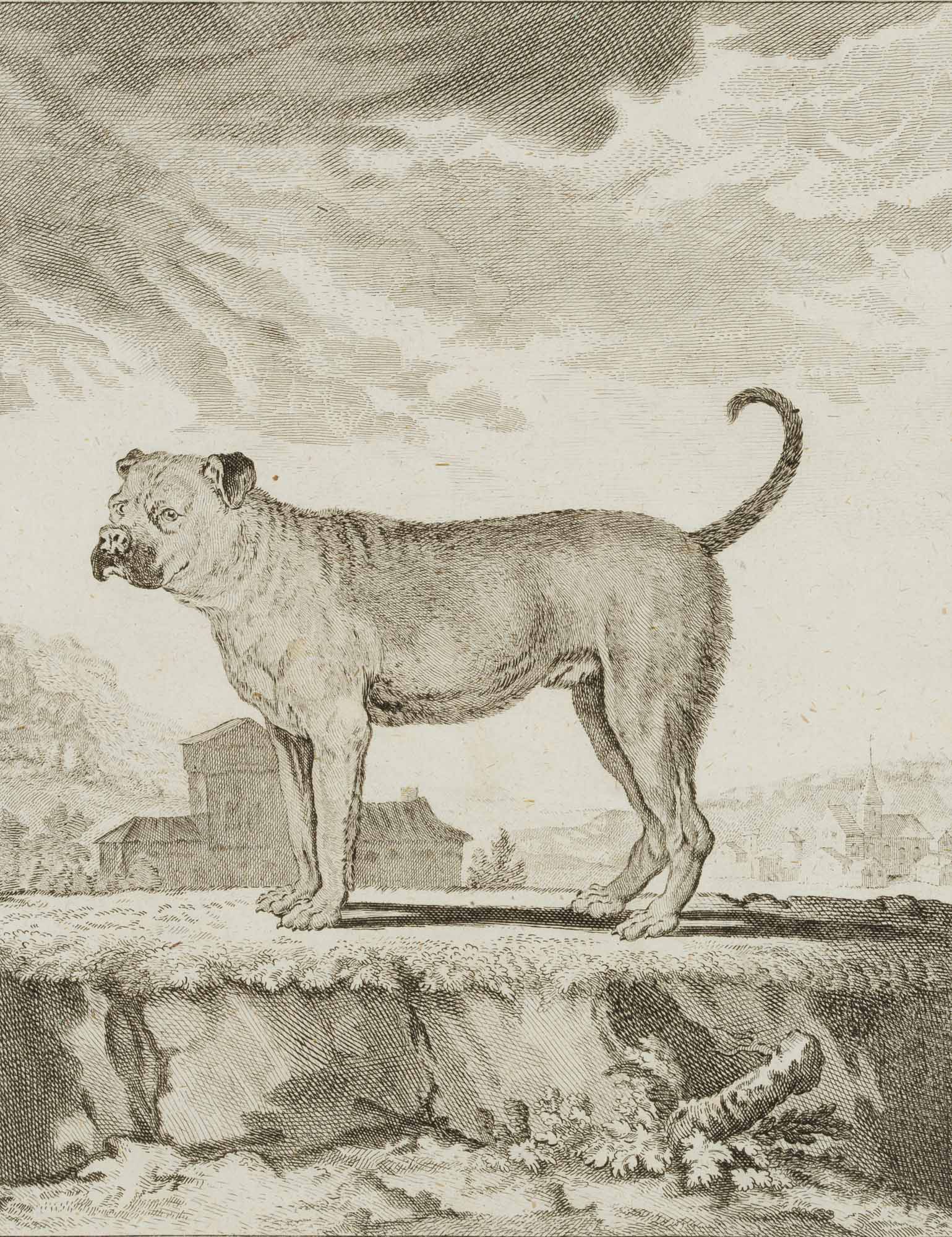 Bullenbeißer. Portrait eines Hundes