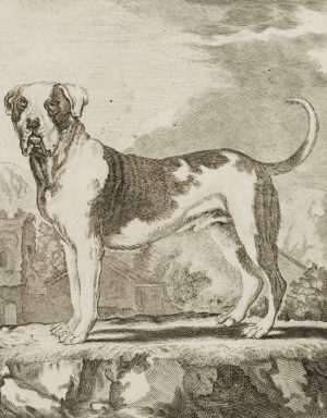Große Dogge