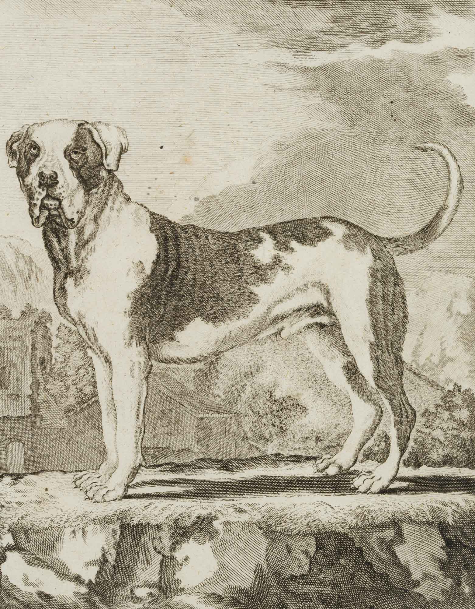 Große Dogge