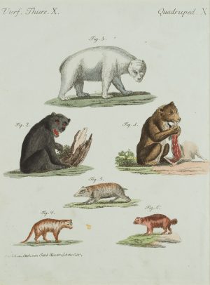 Arten von Bären. Zoologie