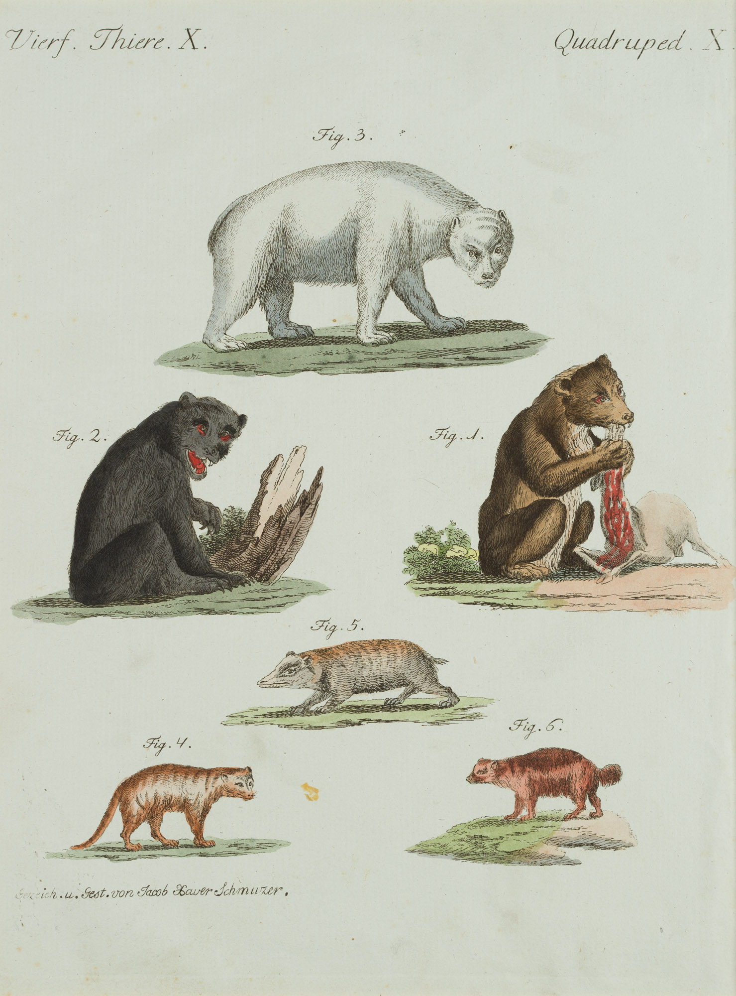 Arten von Bären. Zoologie