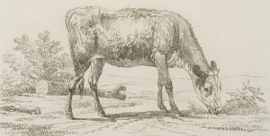 Grasende Kuh