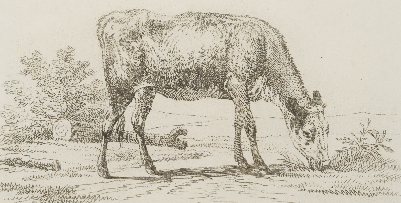 Grasende Kuh