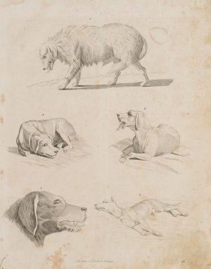 Tollwütiger Hund