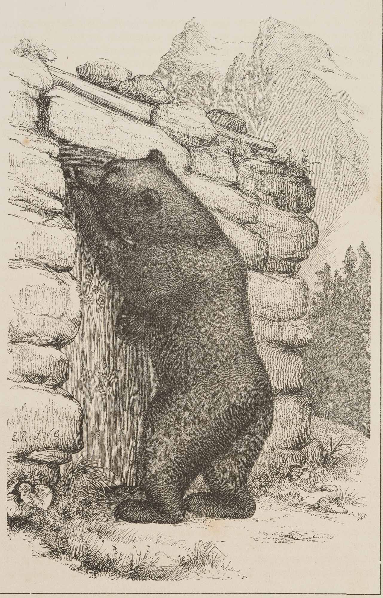Bär am Ziegenstall, Szene im Gebirge