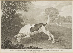 Dabster, a celebrated fox hound