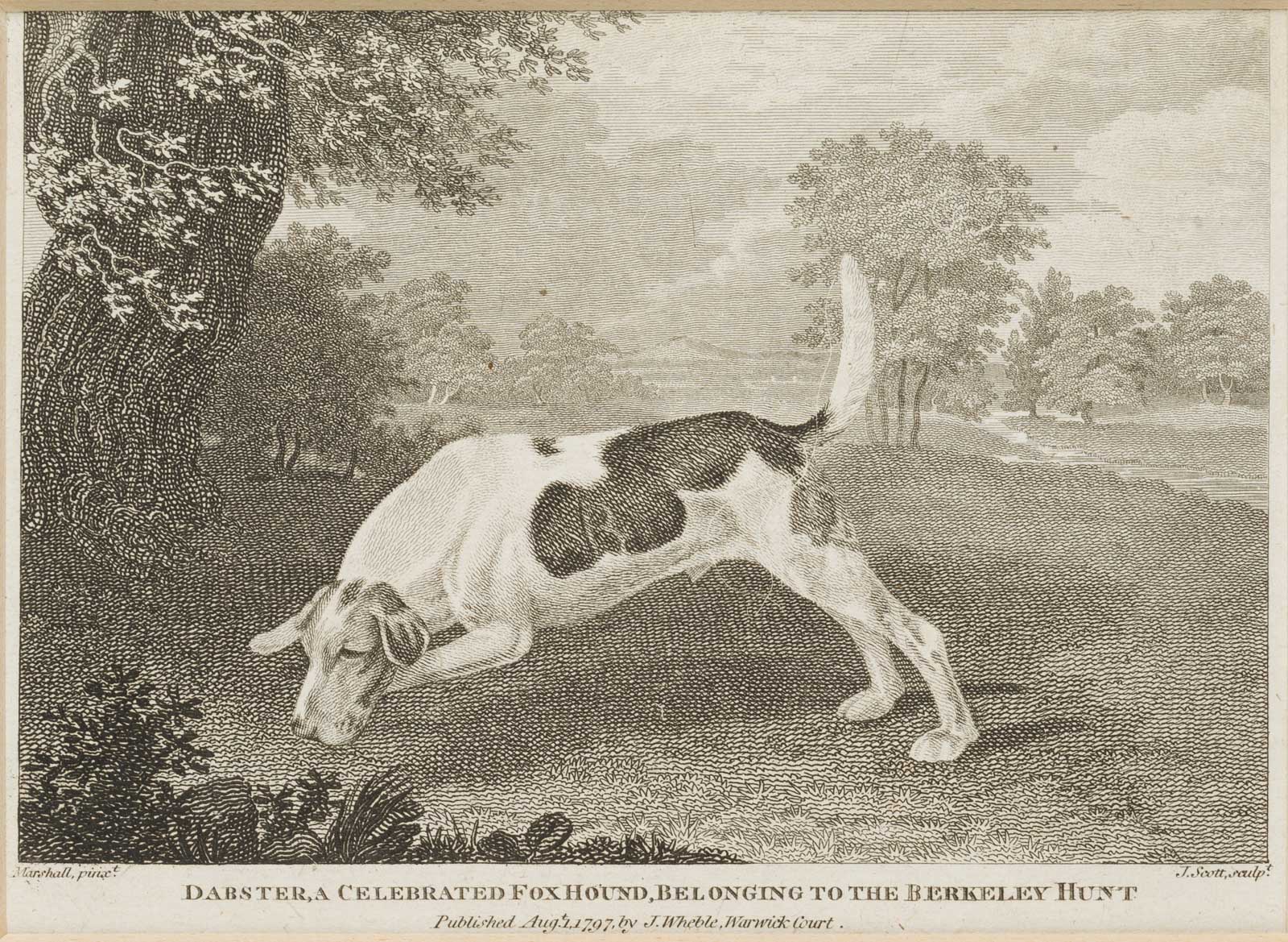Dabster, a celebrated fox hound