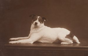 Portrait eines liegenden Hundes